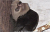 Lion-tailed macaques from Kerala at Pilikula Park